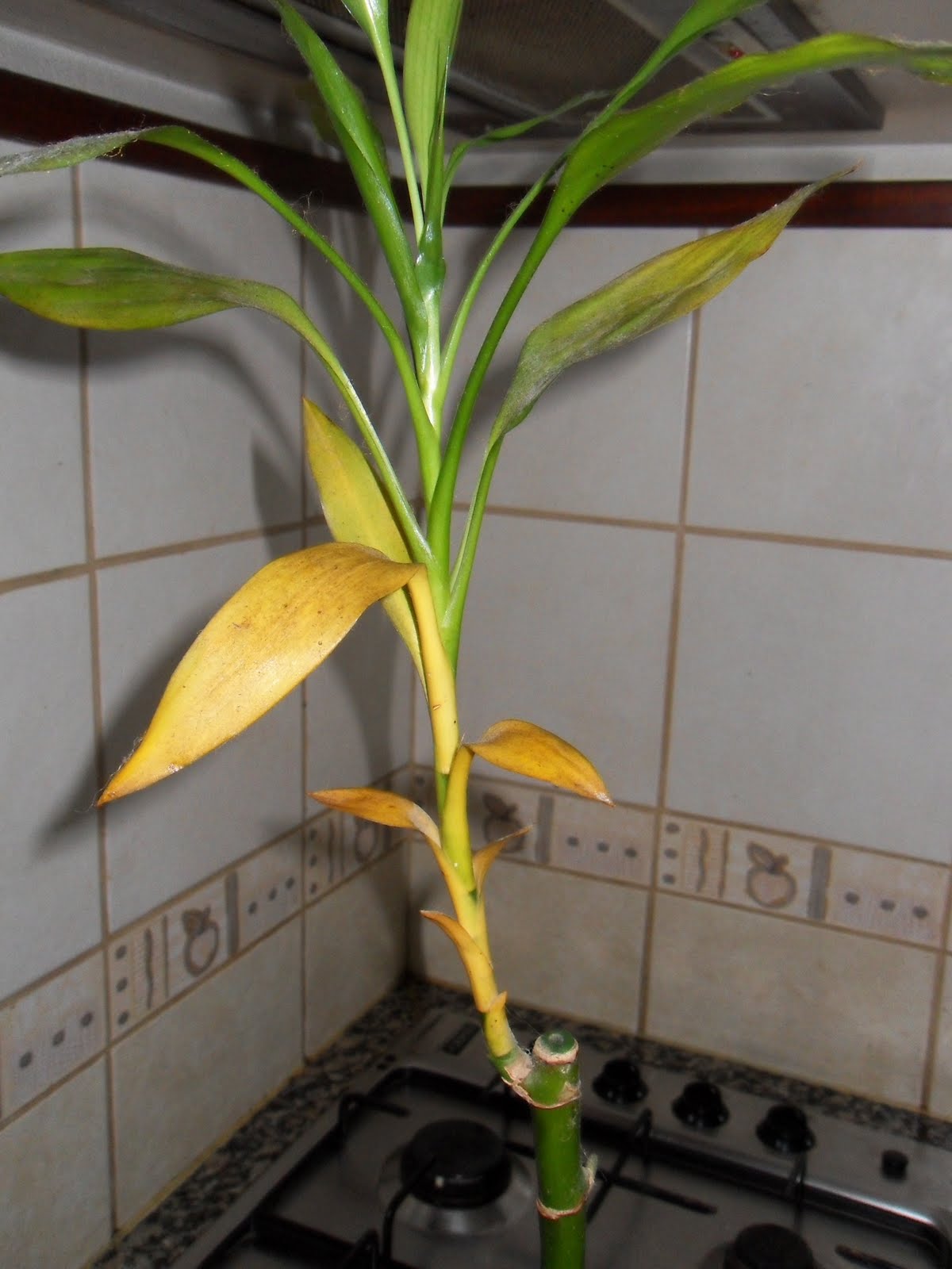 bambu da sorte água da torneira
