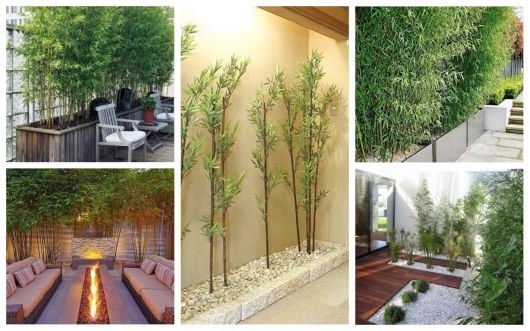 Bambu ornamental