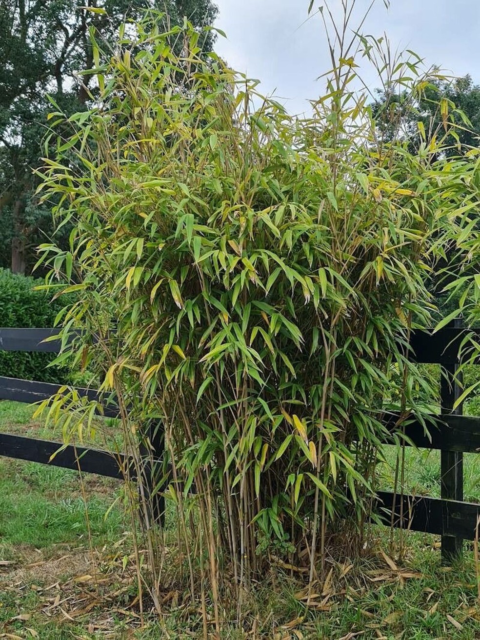 Pseudosasa japonica