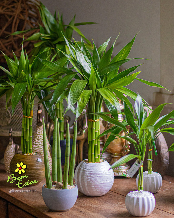 cuidados com bambu ornamental