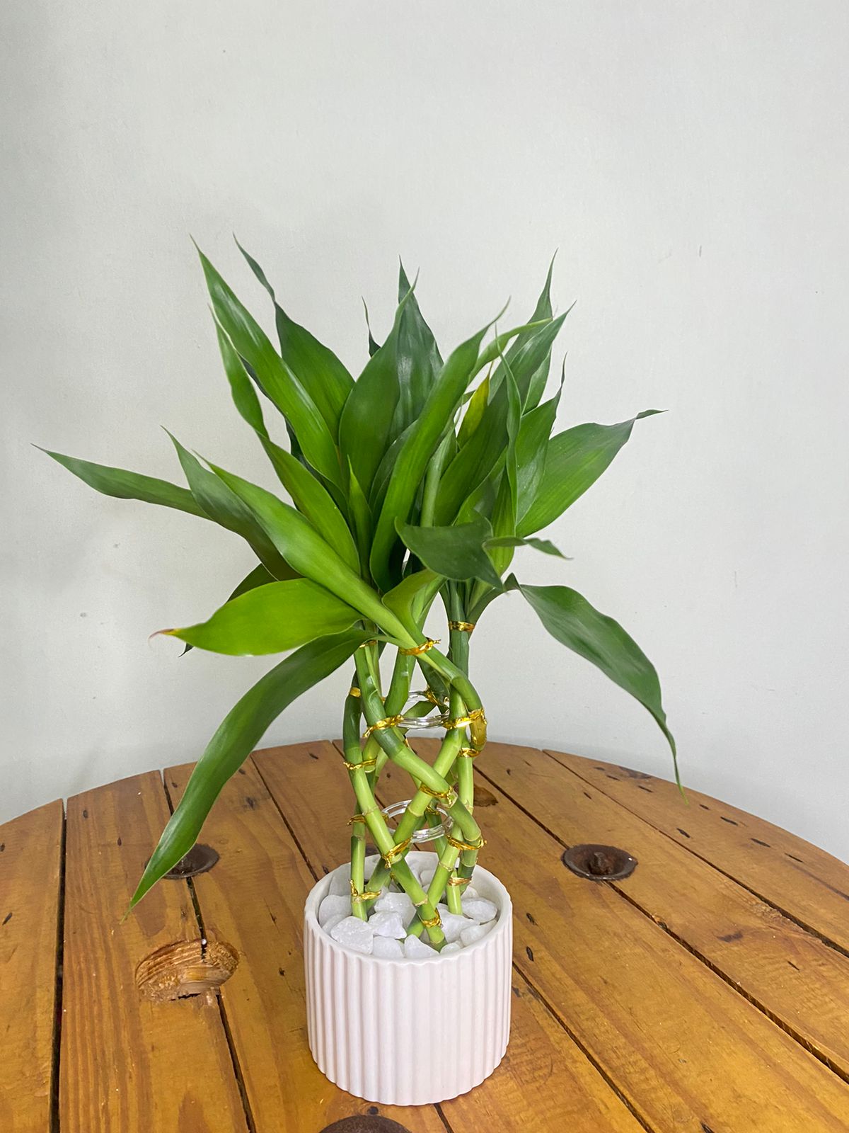 bambu ornamental preço