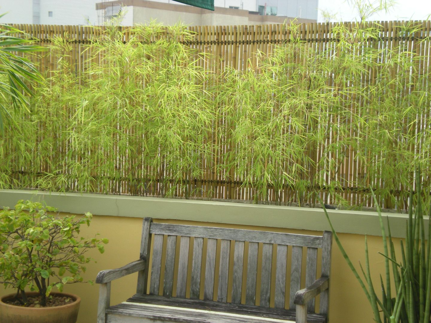 bambu ornamental onde comprar