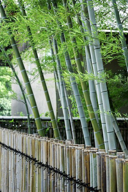 bambu ornamental resistente