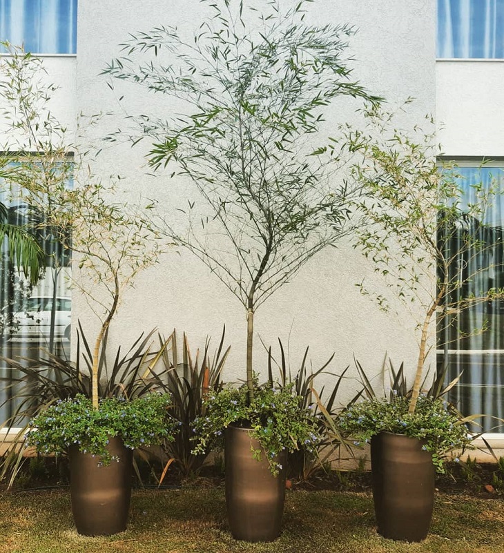 bambu ornamental pequeno