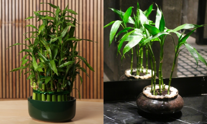 bambu ornamental gigante