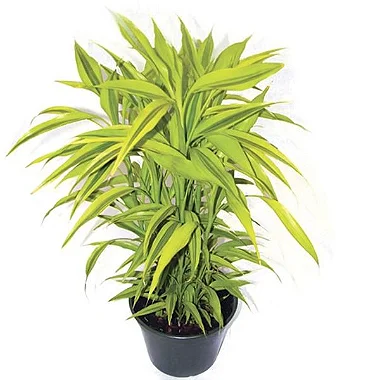 bambu ornamental para paisagismo