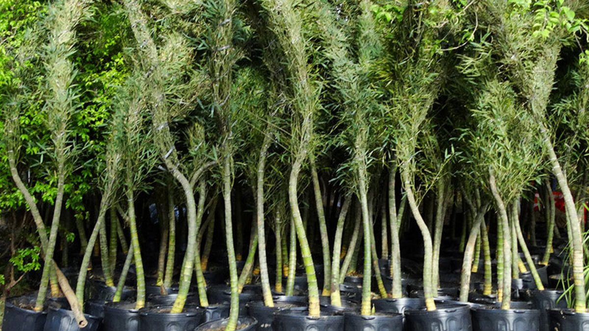 bambu ornamental pragas e doenças
