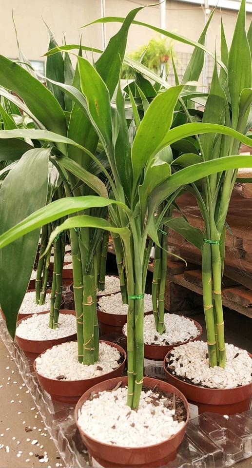 poda de bambu ornamental