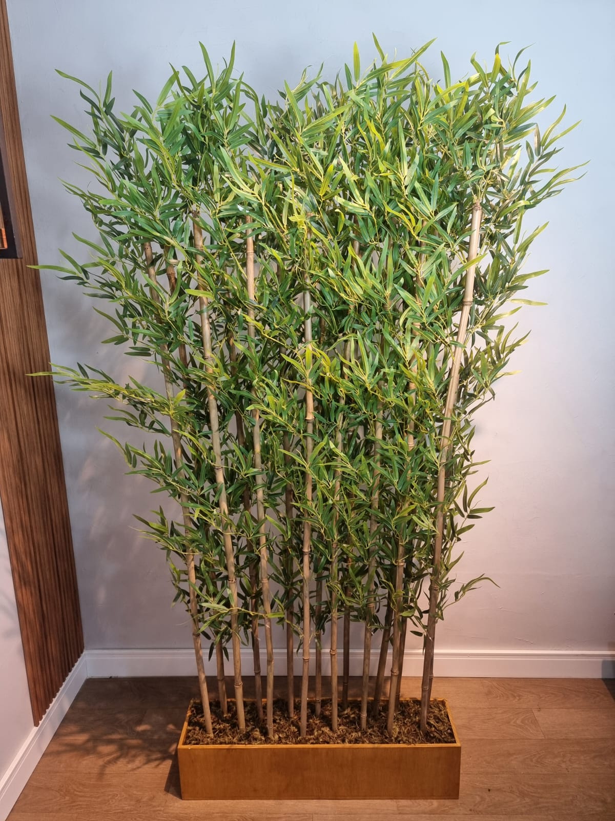 plantio de bambu ornamental