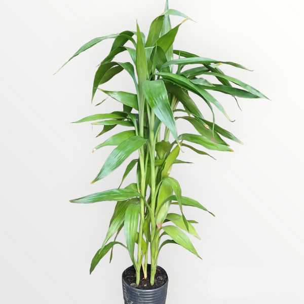 rega de bambu ornamental