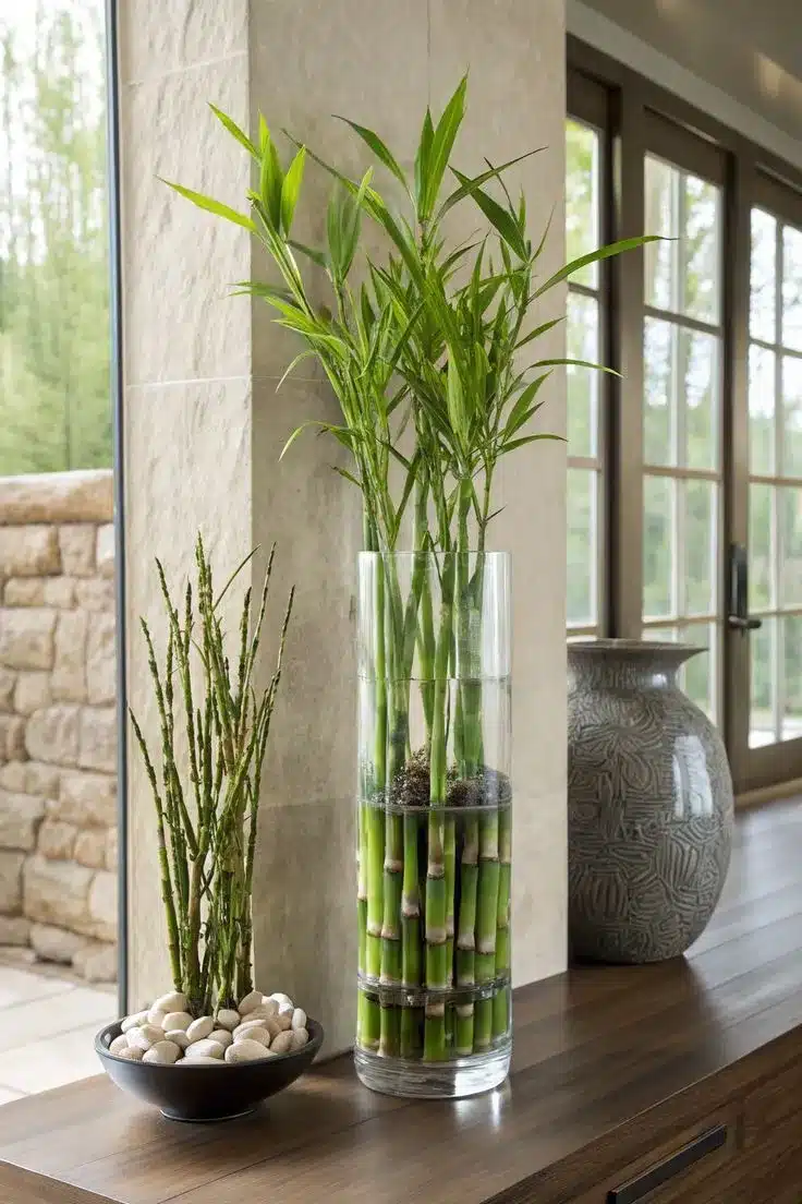 luminosidade para bambu ornamental