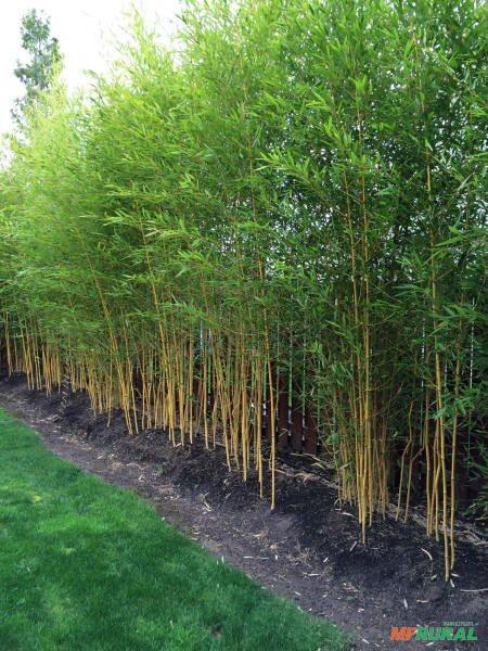bambu ornamental para interiores