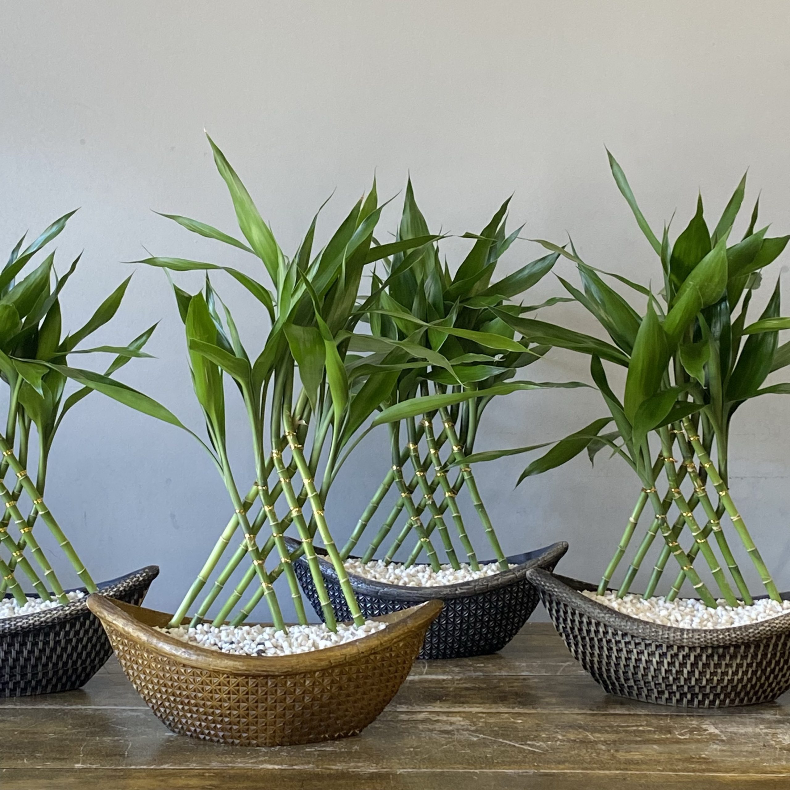 bambu ornamental para exteriores