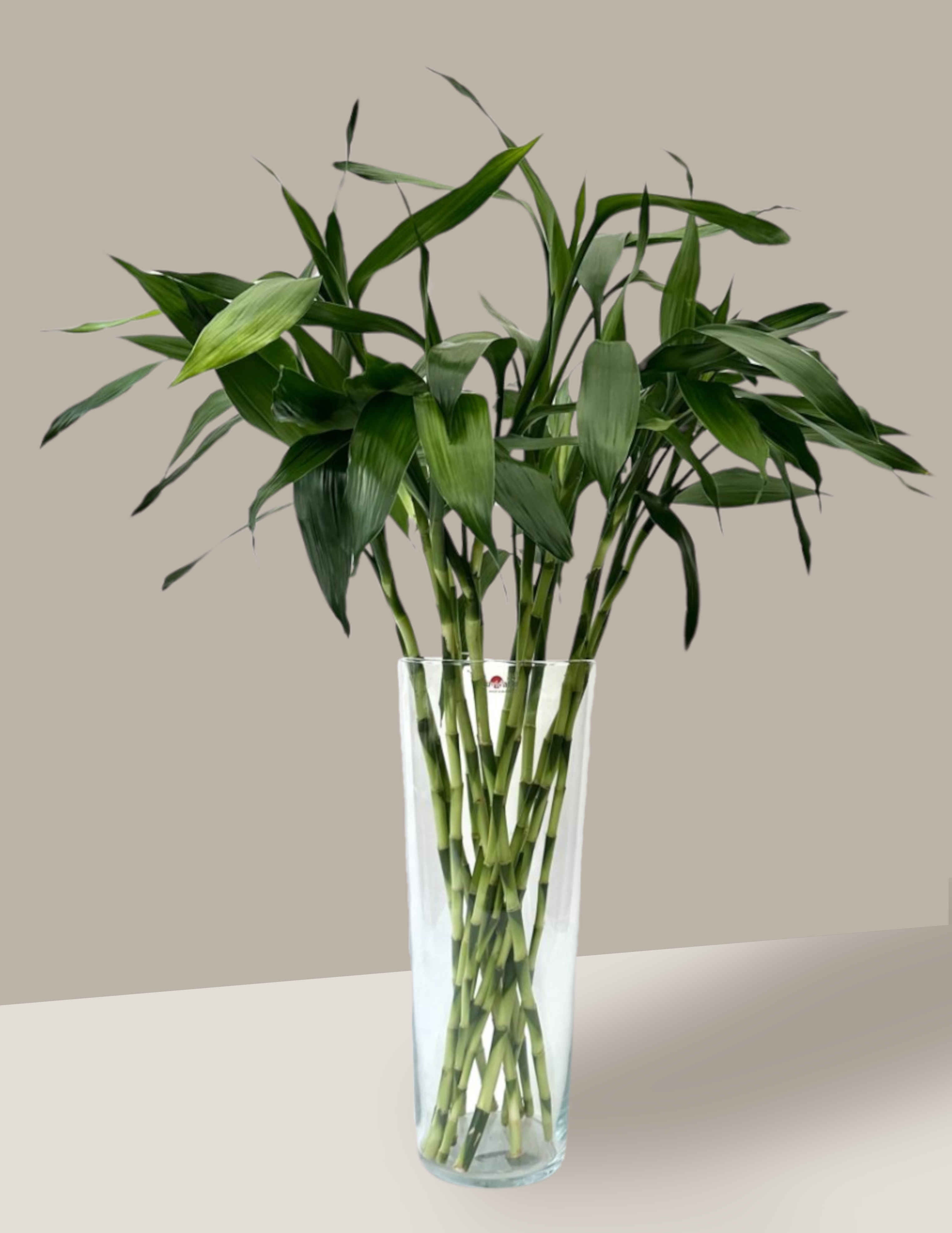 bambu ornamental em vaso