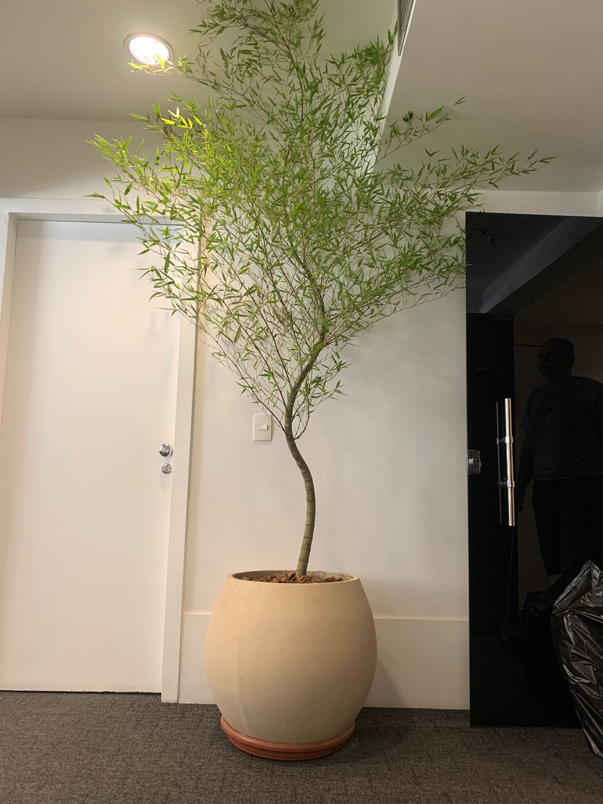 bambu ornamental no chão