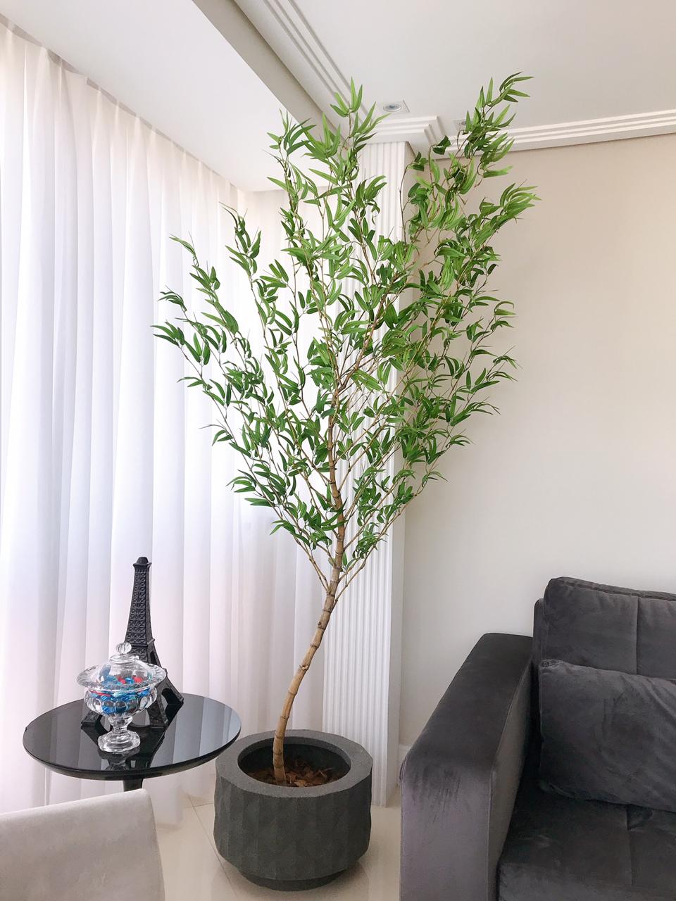 bambu ornamental para cerca viva