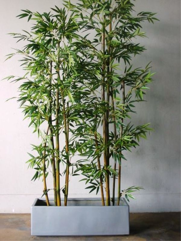 bambu ornamental para decoração