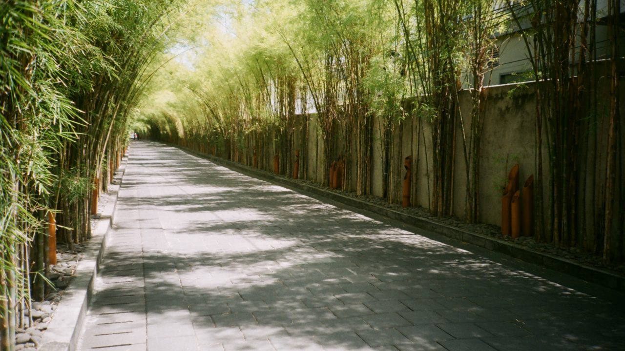 espécies de bambu ornamental