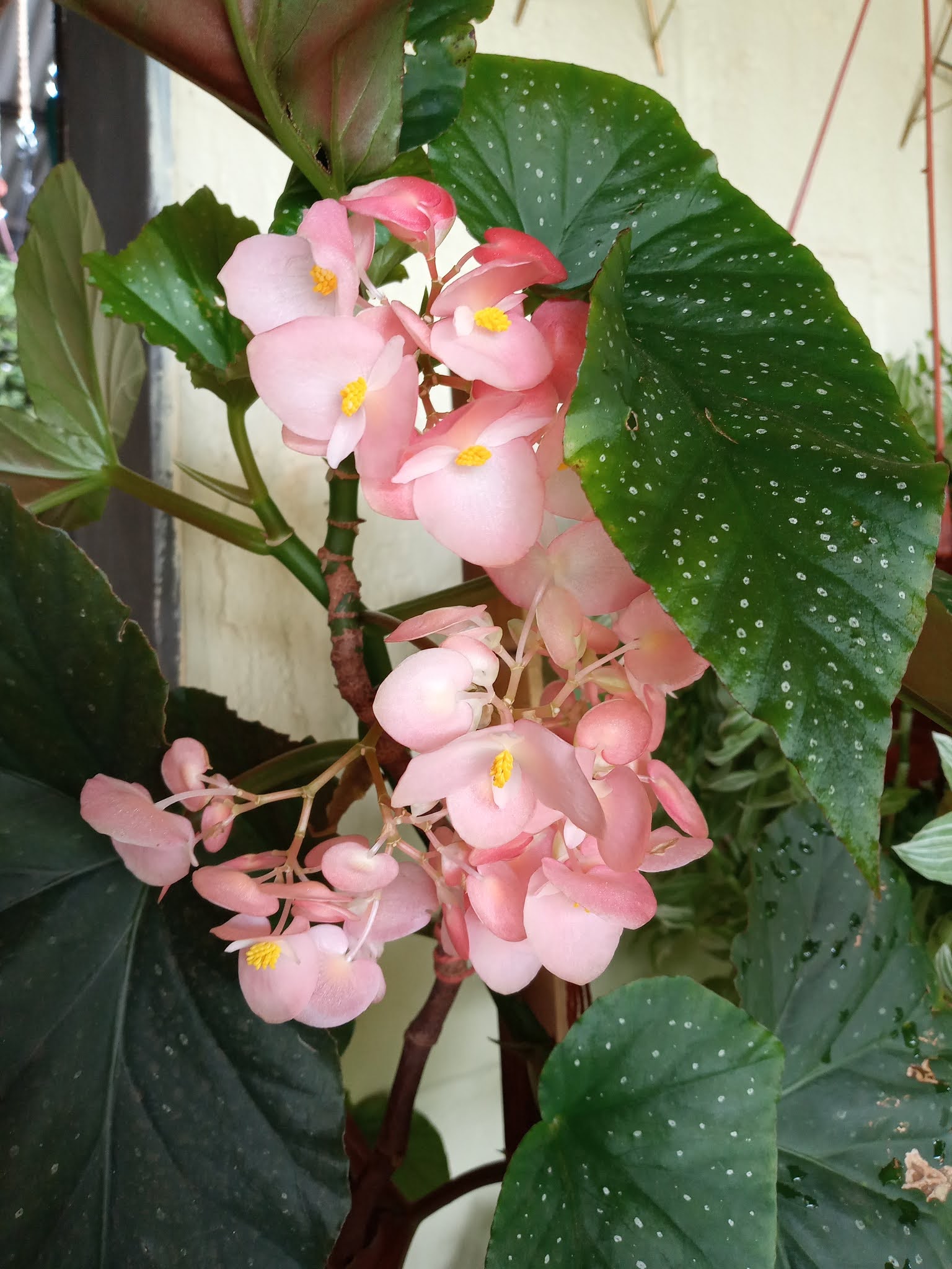 Begônia coccinea cultivo