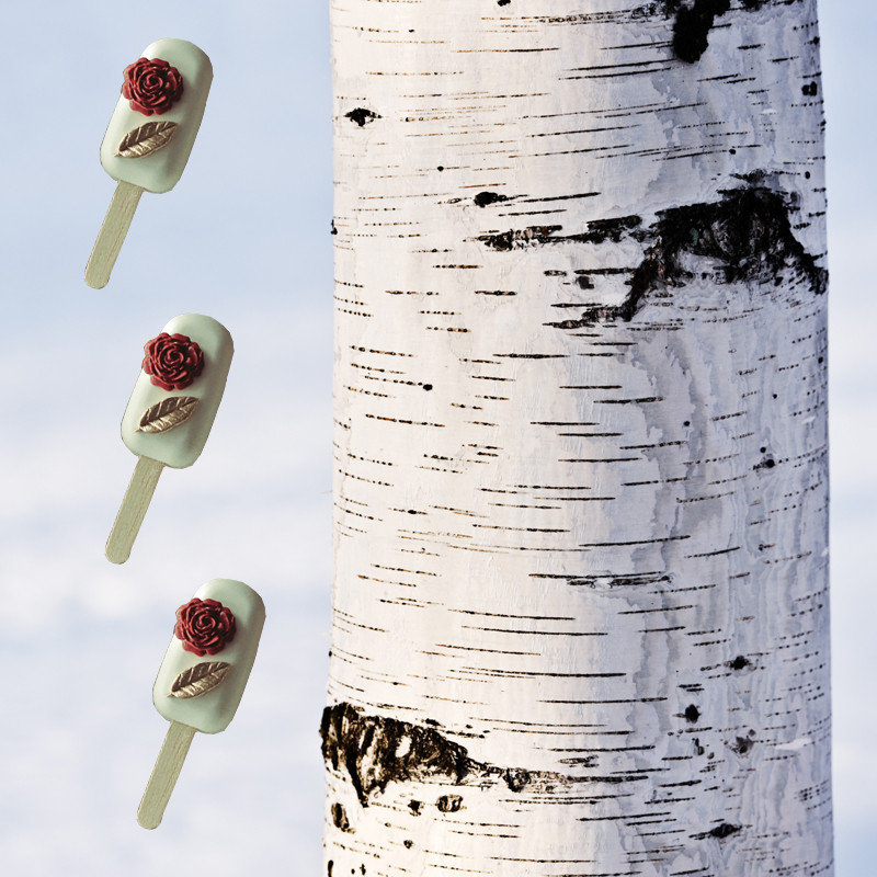 tipos de bétula para jardim