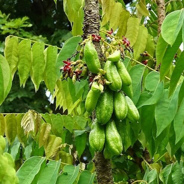 erros comuns ao plantar bilimbi em casa