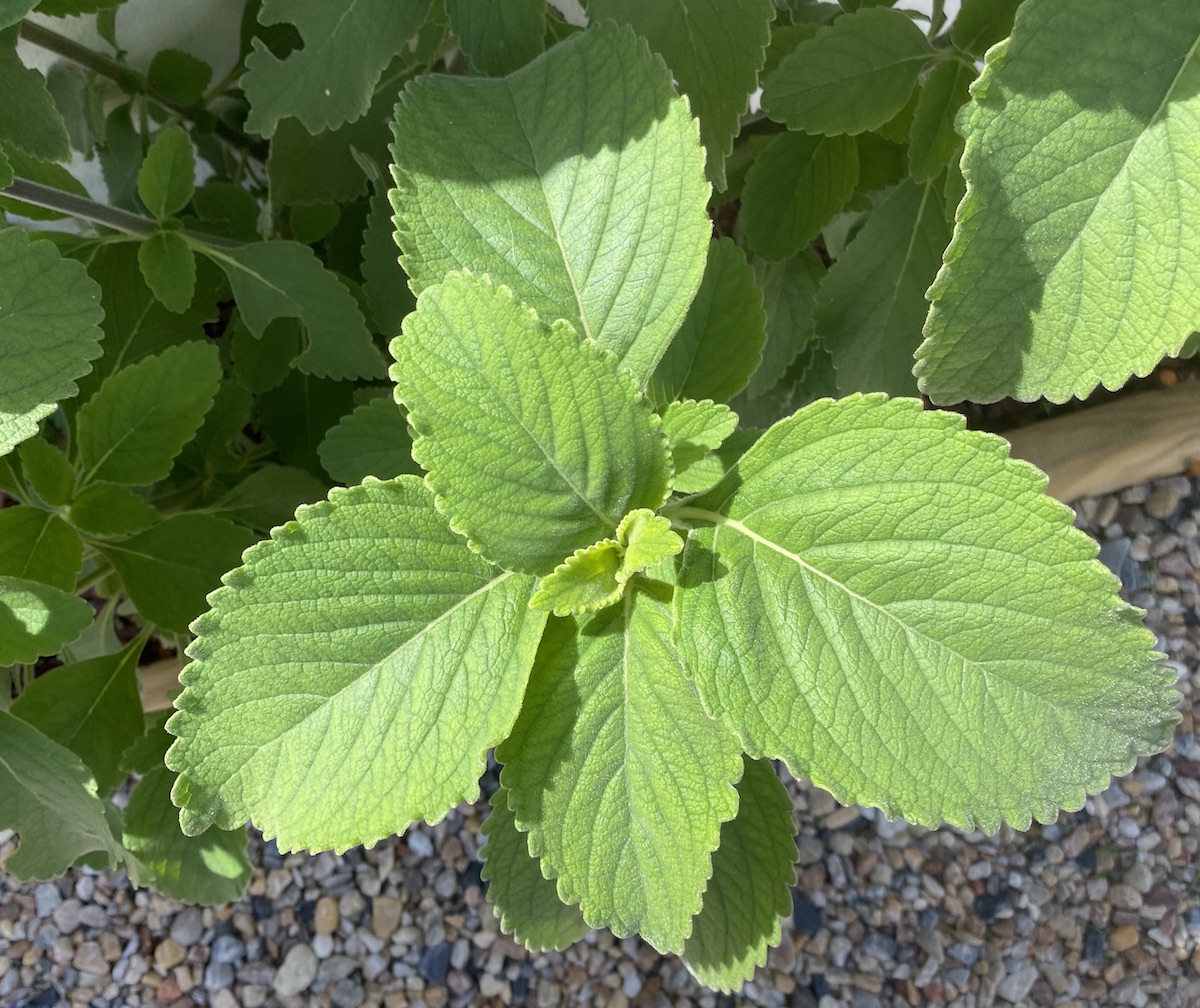 Plectranthus barbatus
