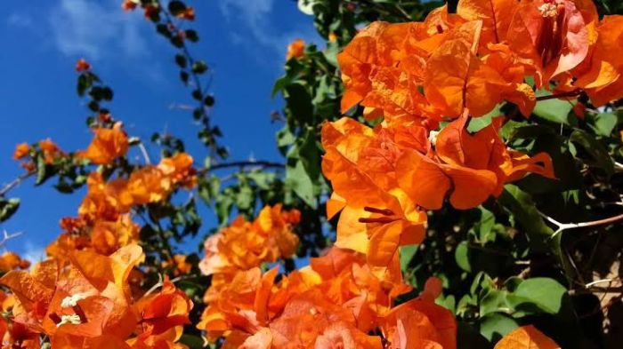 bougainvillea laranja