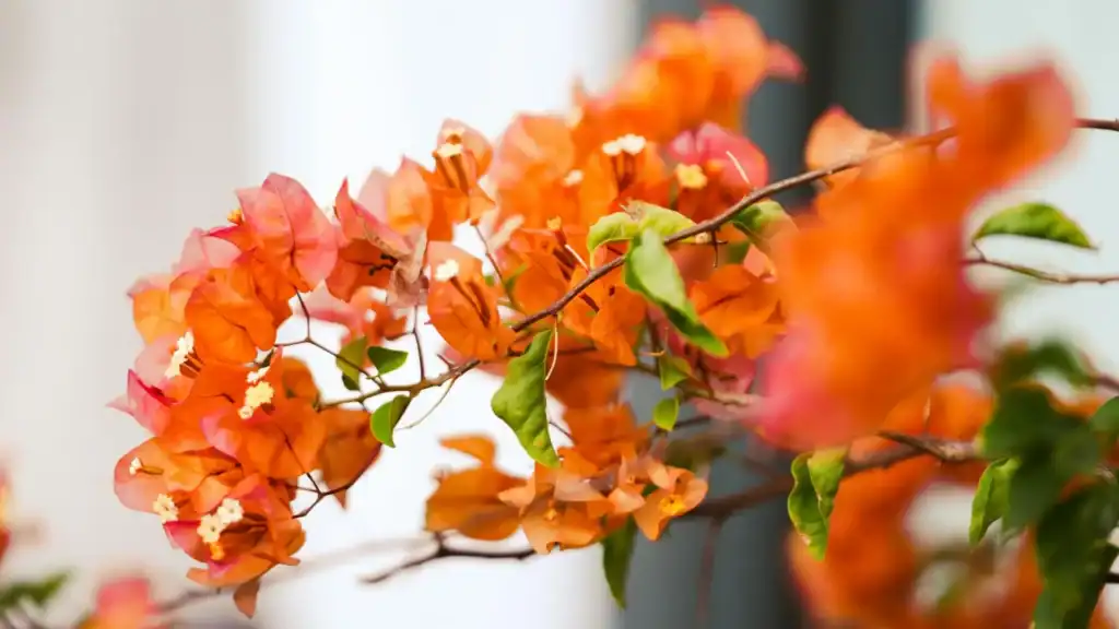 preço médio muda bougainvillea laranja