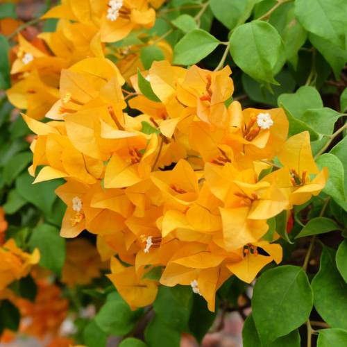 como fazer muda de bougainvillea laranja