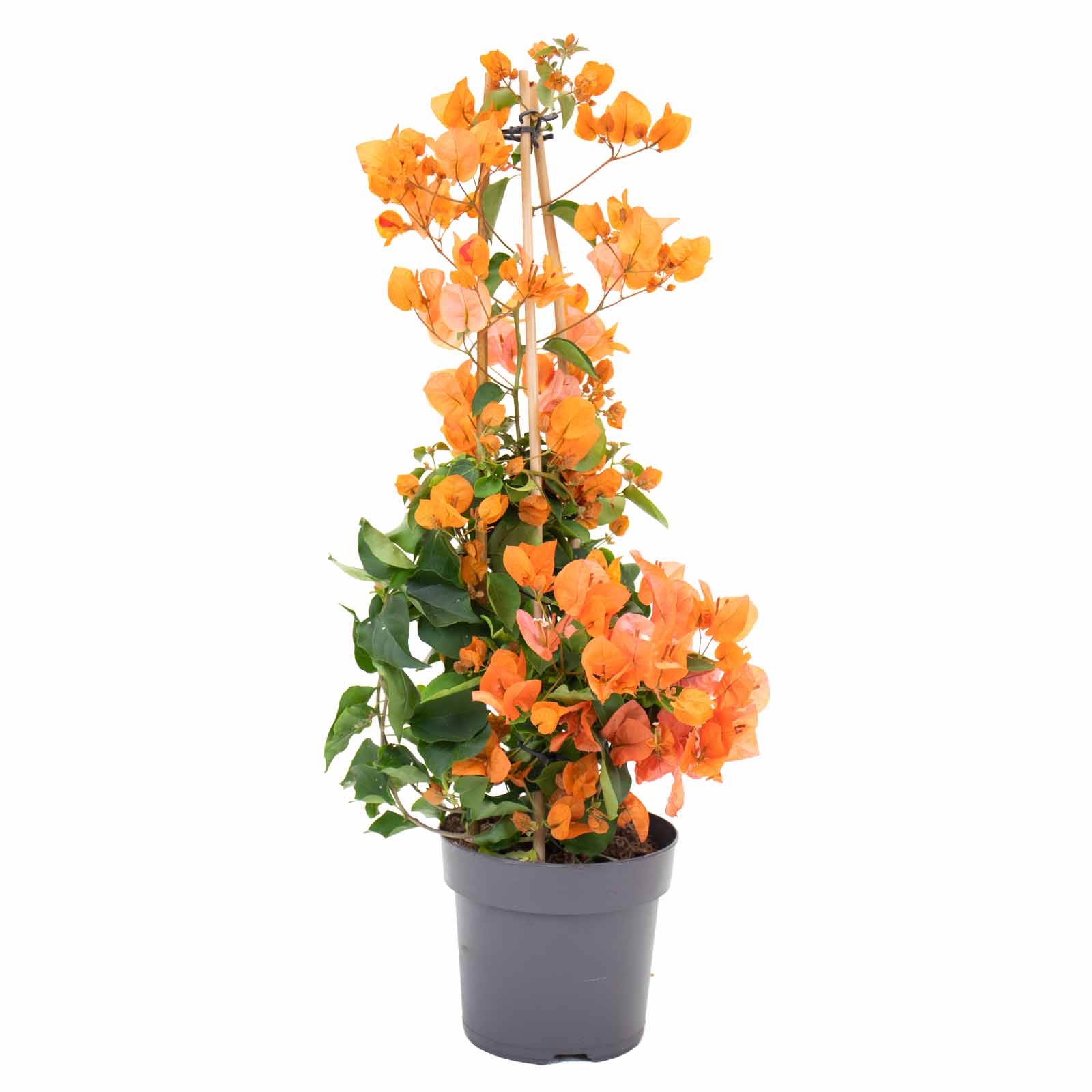 bougainvillea laranja