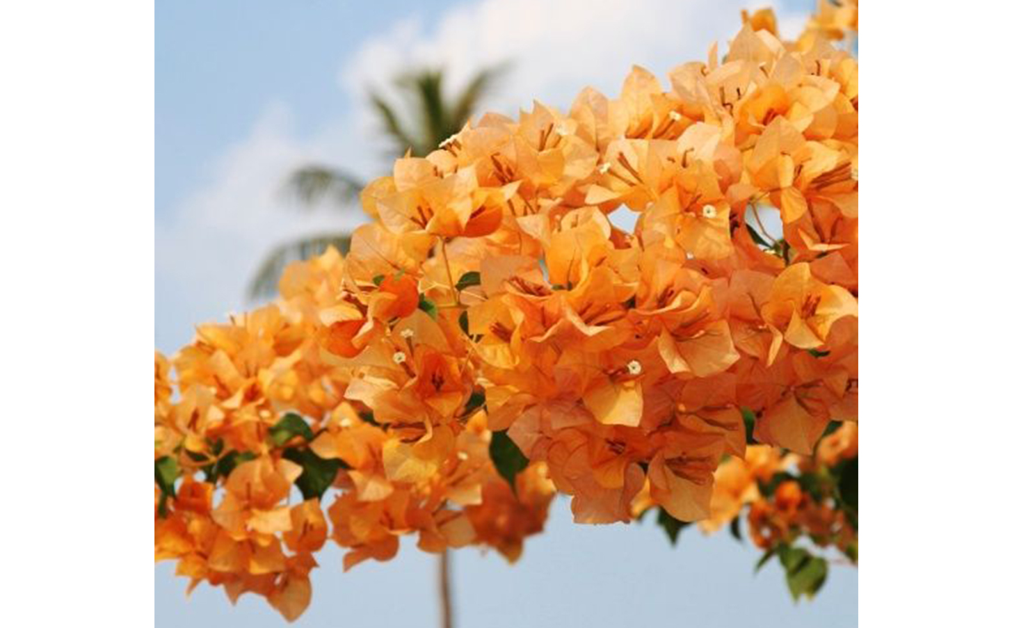 lindas bougainvilleas laranjas para inspirar seu jardim