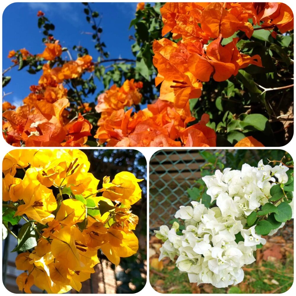 bougainvillea laranja vs bougainvillea rosa qual escolher