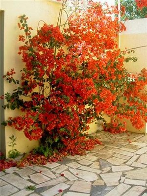 como fazer muda de bougainvillea laranja