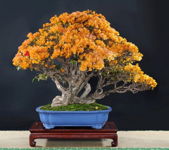 bougainvillea laranja