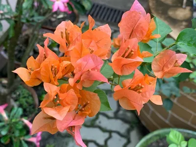 lindas bougainvilleas laranjas para inspirar seu jardim