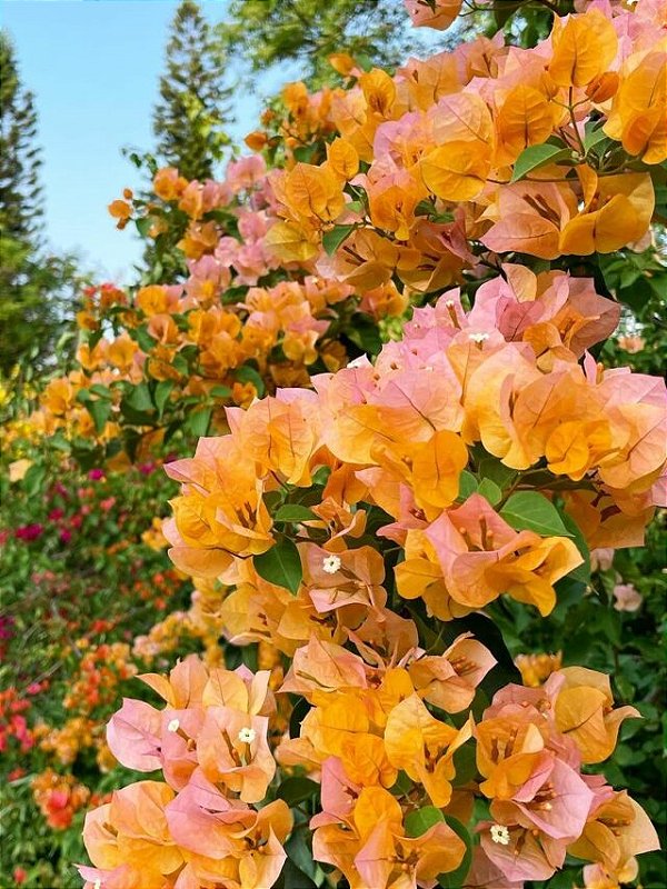 erros comuns ao cuidar de bougainvillea laranja
