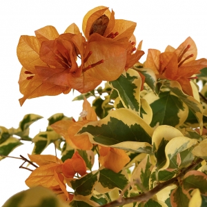 bougainvillea laranja vs bougainvillea rosa qual escolher
