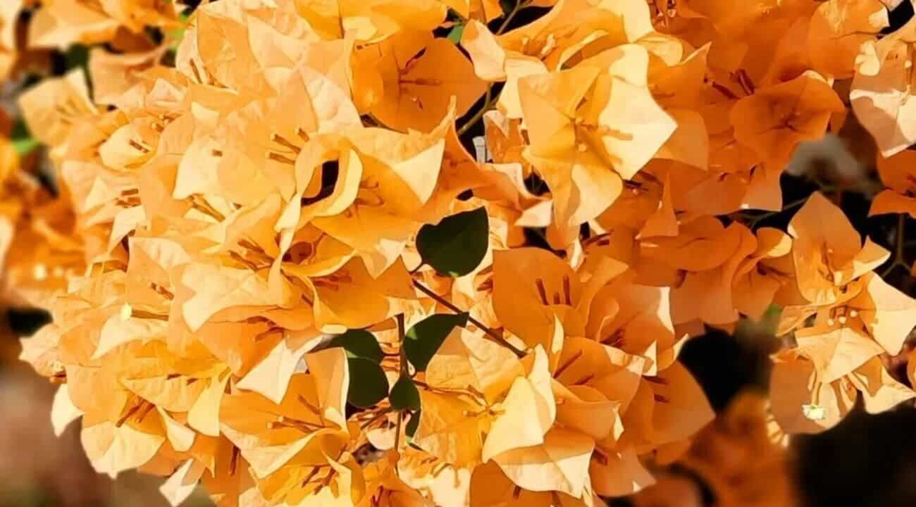 preço médio muda bougainvillea laranja