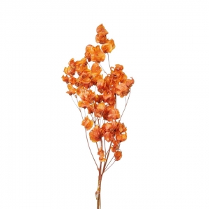 como fazer muda de bougainvillea laranja