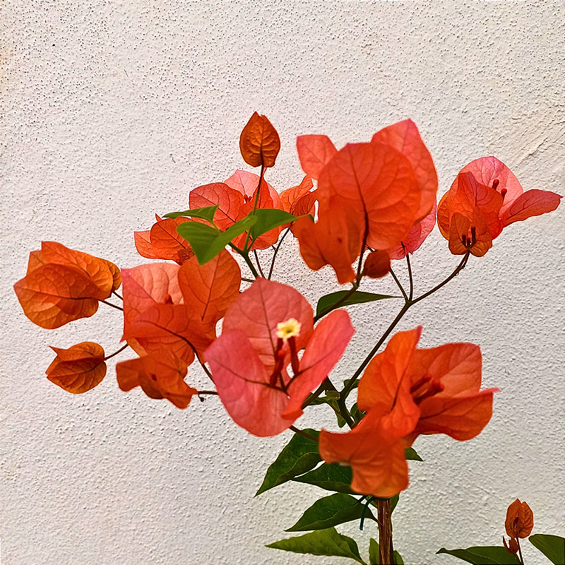 bougainvillea laranja