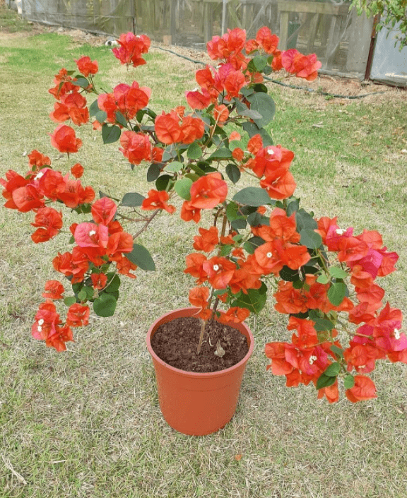 lindas bougainvilleas laranjas para inspirar seu jardim