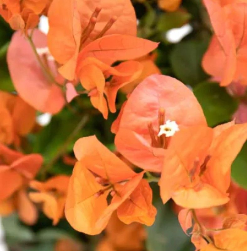 erros comuns ao cuidar de bougainvillea laranja