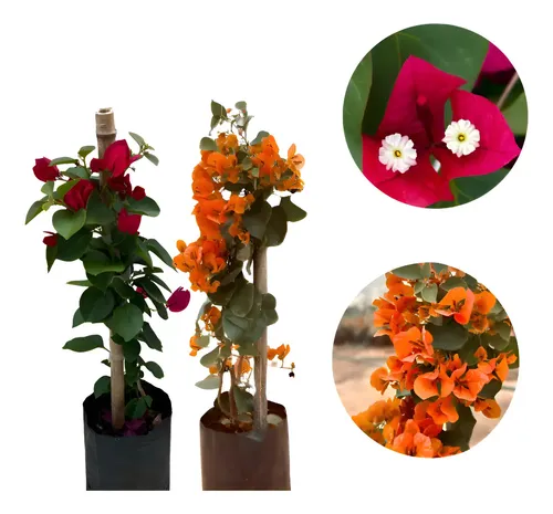bougainvillea laranja vs bougainvillea rosa qual escolher