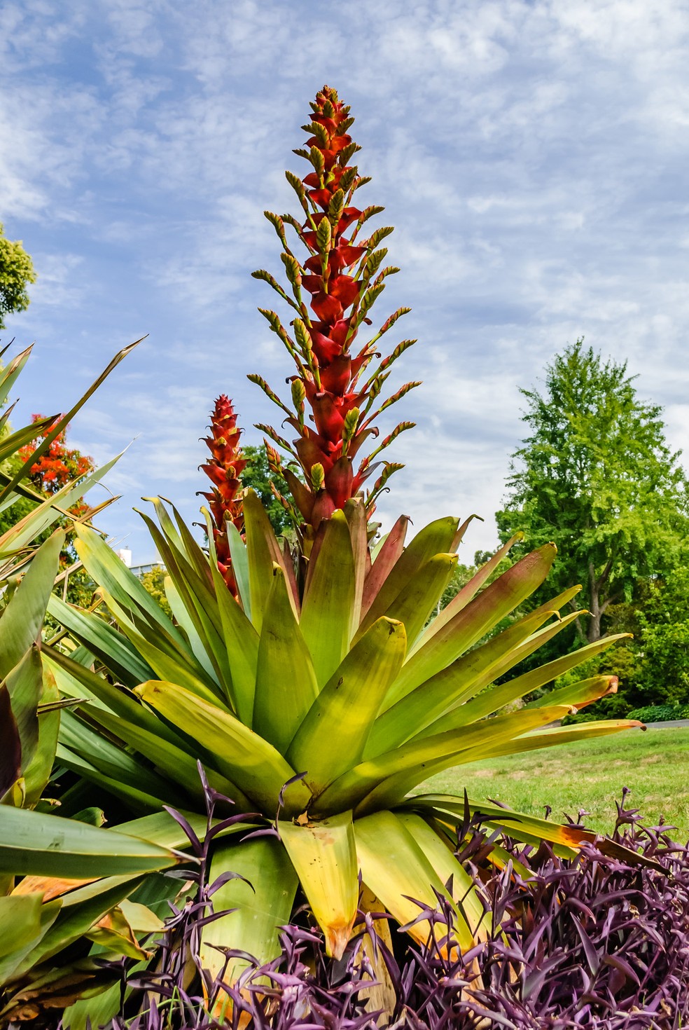 Bromélia Gigante