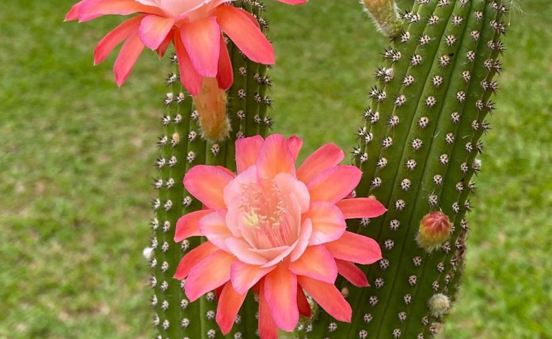 cacto com flor