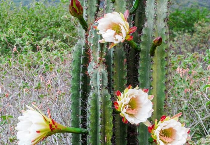 melhores cactos para ter em casa que dão flores