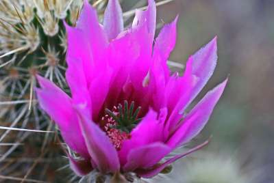 como fazer cacto mamilaria florir rápido