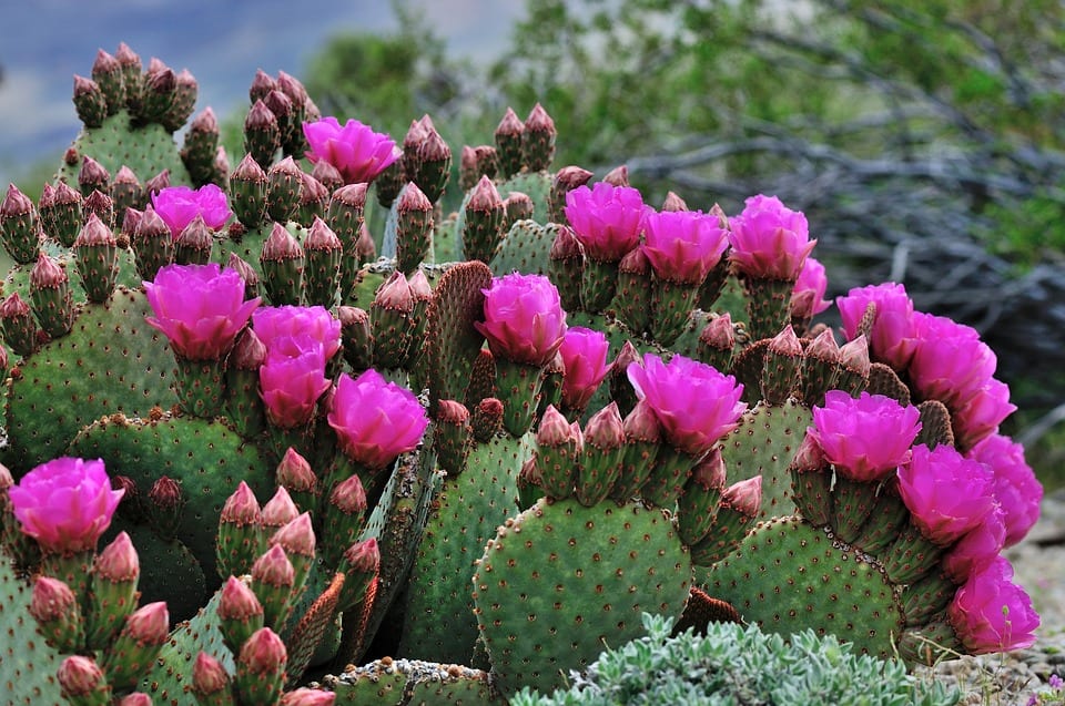 melhores cactos para ter em casa que dão flores