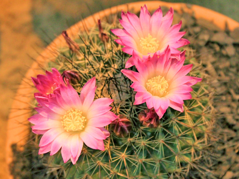 cacto orquídea vs flor de maio qual escolher