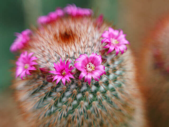 como fazer cacto mamilaria florir rápido